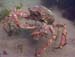 Crab7