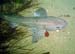 Ian - Dog Fish1