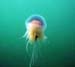 Jelly fish2