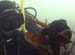 Pipefish
