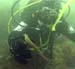 Pipefish3