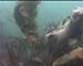 Seaweed1