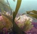 Seaweed2