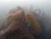 Seaweed3