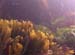 Seaweed6