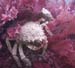 Spider1