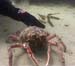 Spider5