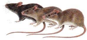 varieties of Rattus rattus