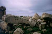 Wild celery growing among the ruins of Temple G