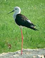 Black-winged Stilt at Vendicari