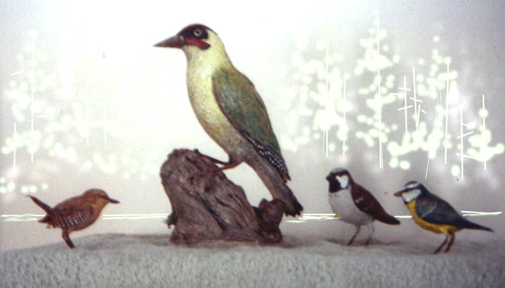 Birds