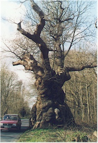 savernake_2.jpg (42831 bytes)