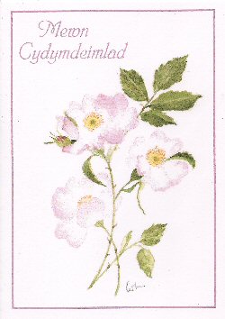 Cerdyn Cyfarchion - Greeting Card