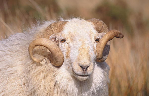 Welsh Mountain Ram Post Card P294