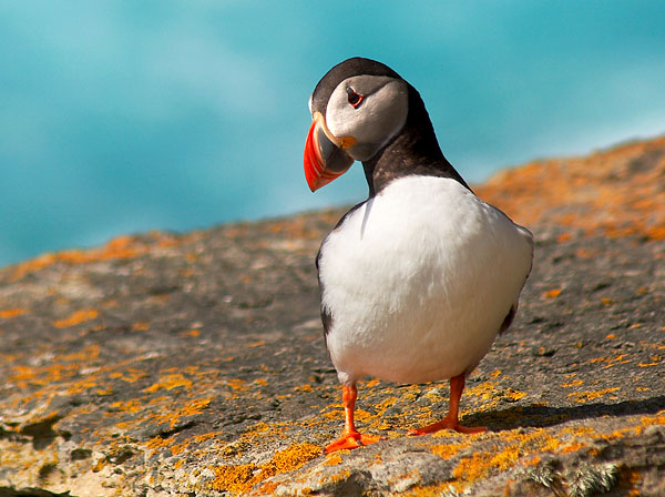 Puffin Post Card P414