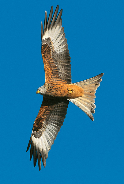 Red Kite Post Card P445