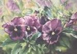 Pansies.Watercolour.Approx 15 x 20 inches