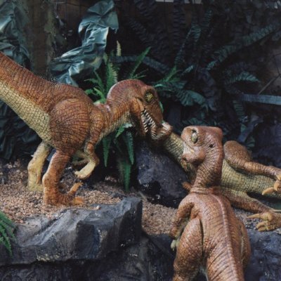 Baby Raptors mock fighting