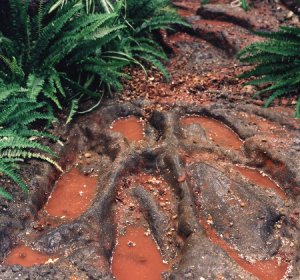 Footprints