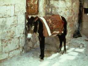jesus colt rides jerusalem into entry slide luke triumphant