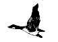 duckadd.gif (2245 bytes)