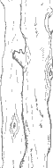 tree1_33.gif (1397 bytes)