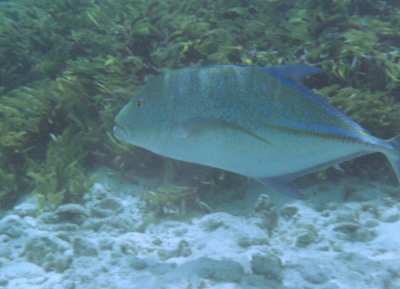 Bluefin Trevally