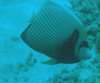 Emperor Angelfish