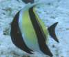 Moorish Idol