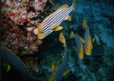 Oriental Sweetlips