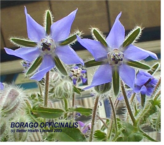 Borago officinalis