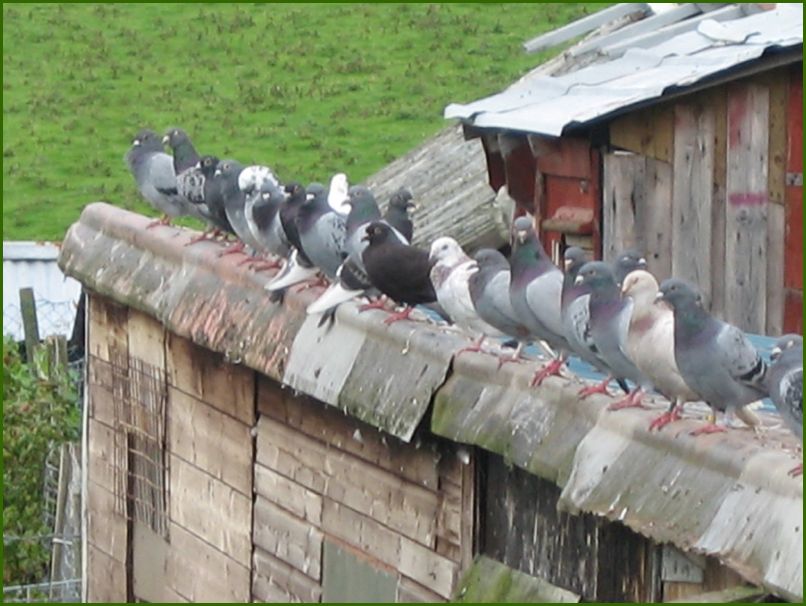 Racing Pigeons