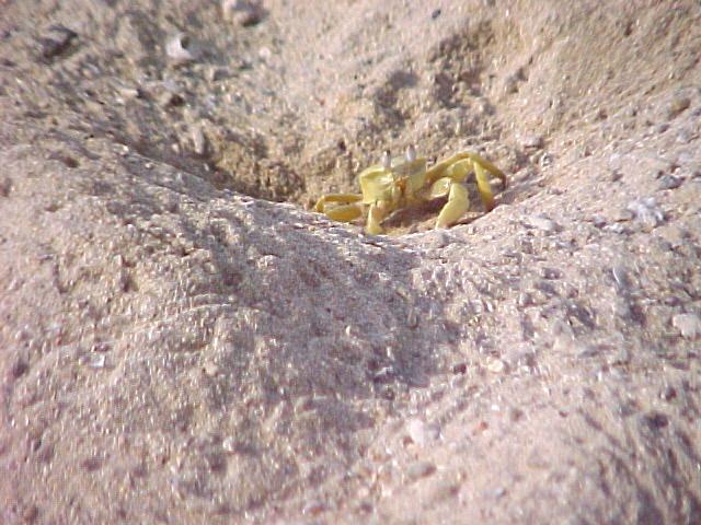 crab1