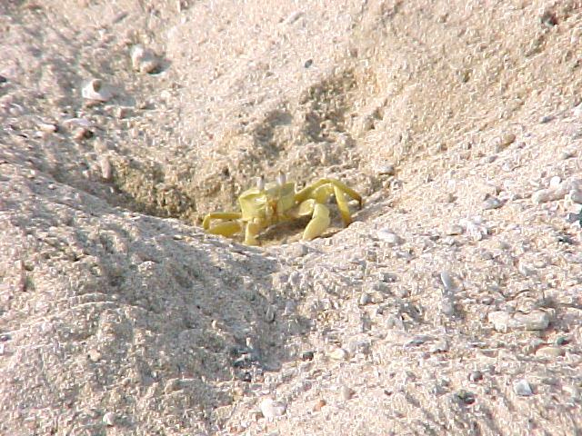 crab2