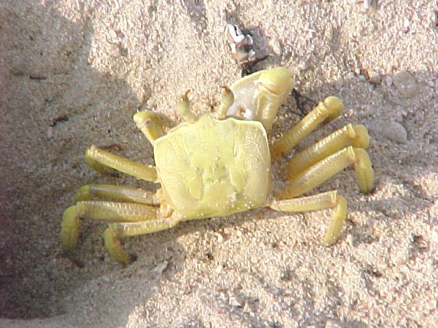 crab3