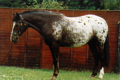 cheval : l'appaloosa Blumum1
