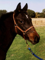 Weanling Filly