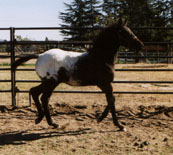 Weanling Filly