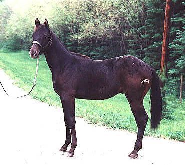 Yearling Colt