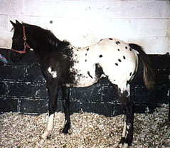 Weanling Colt