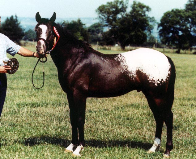 Appaloosa Colt