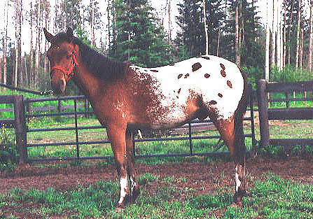 POA Yearling Gelding