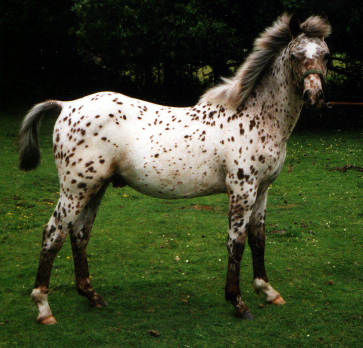 Yearling Colt