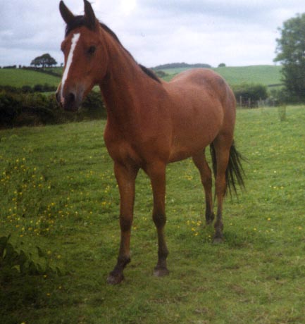 Part-Bred Gelding