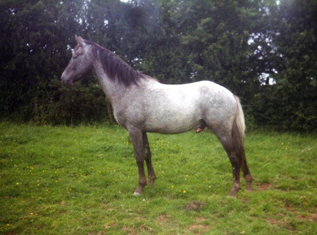 Appaloosa Colt