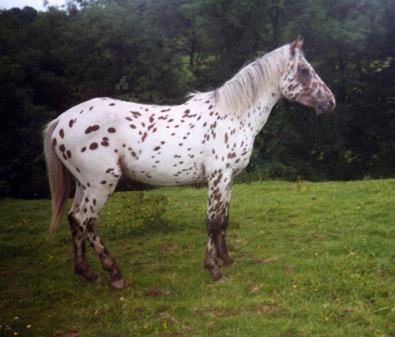 Leopard Colt