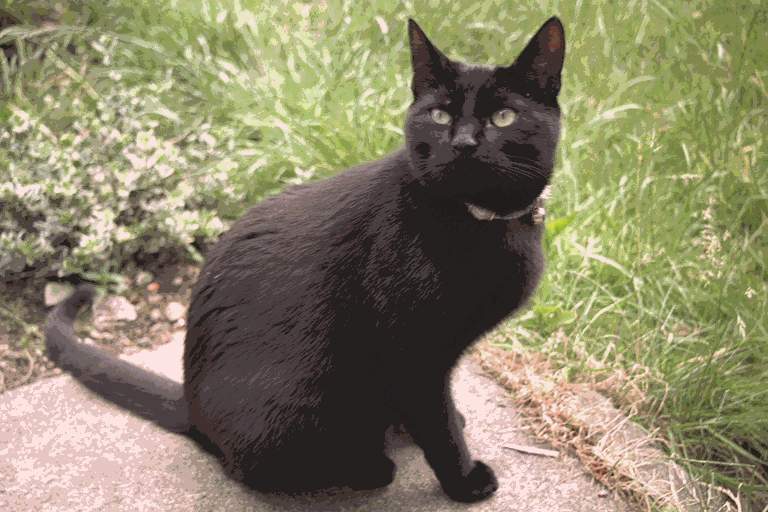 Igor