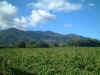 Domaine in Alberes.jpg (24889 bytes)