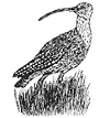 Curlew logo
