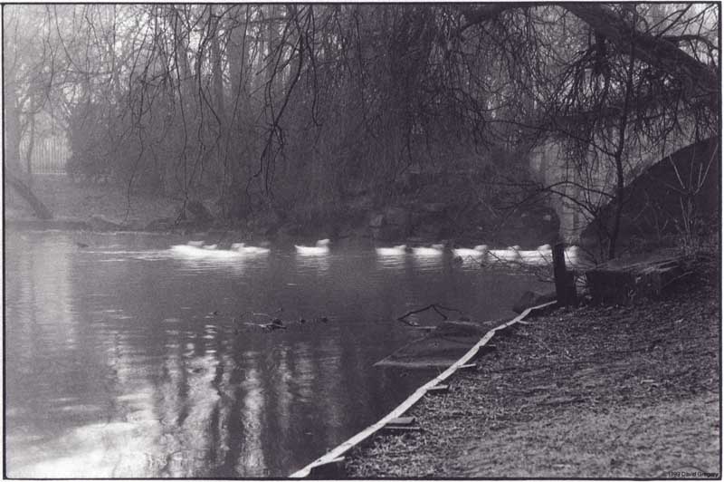 blurredswan.jpg (68693 bytes)